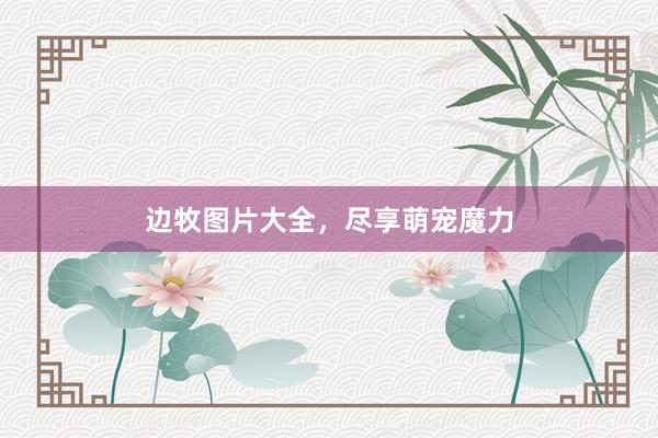 边牧图片大全，尽享萌宠魔力