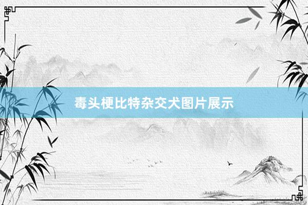 毒头梗比特杂交犬图片展示
